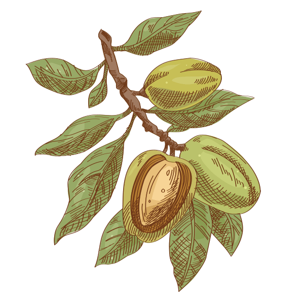 Almonds