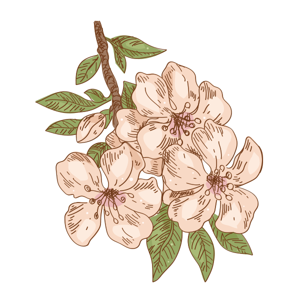 Fleurs d'amandiers