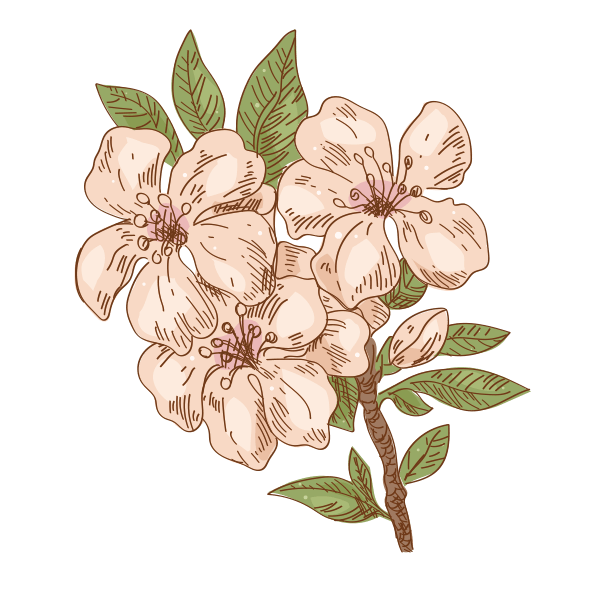 Fleurs d'amandiers