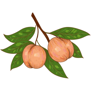 Pêches