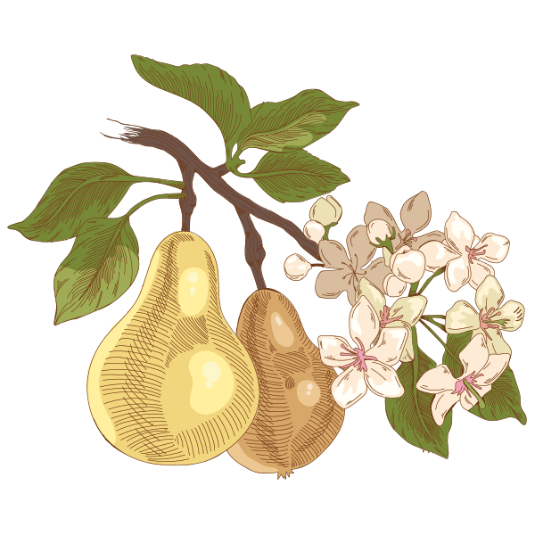 Poires