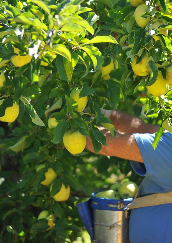 Producteurs de pommes François Doucet